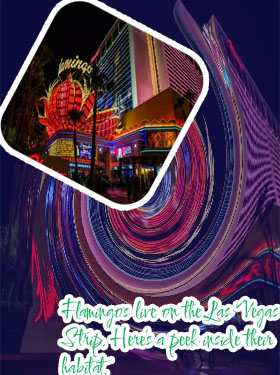 Latest news flamingo las vegas hotel & casino